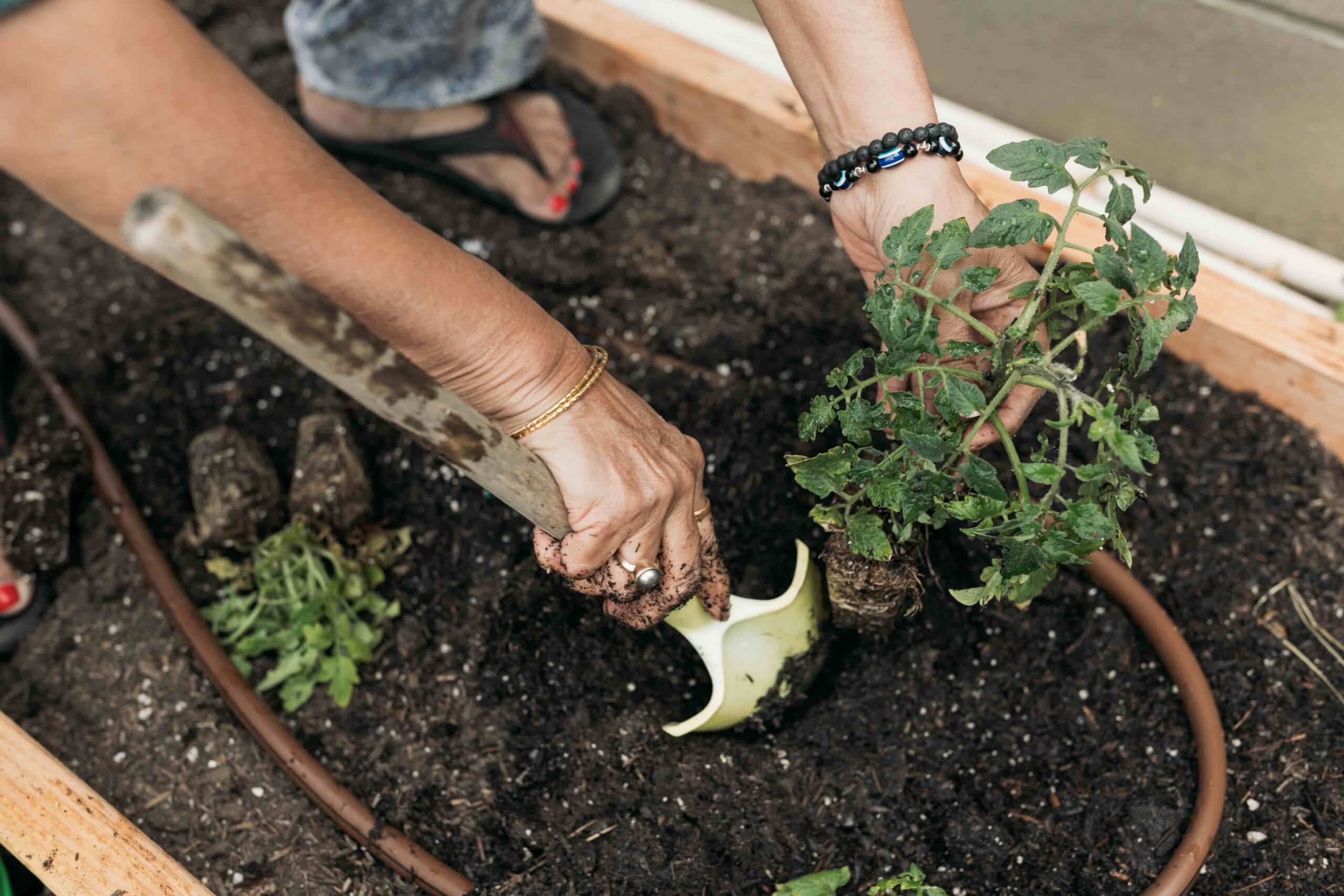 Pair of hands of a senior woman digging with a tool in a container garden, planting new plants for the spring. Read for more spring gardening tips.